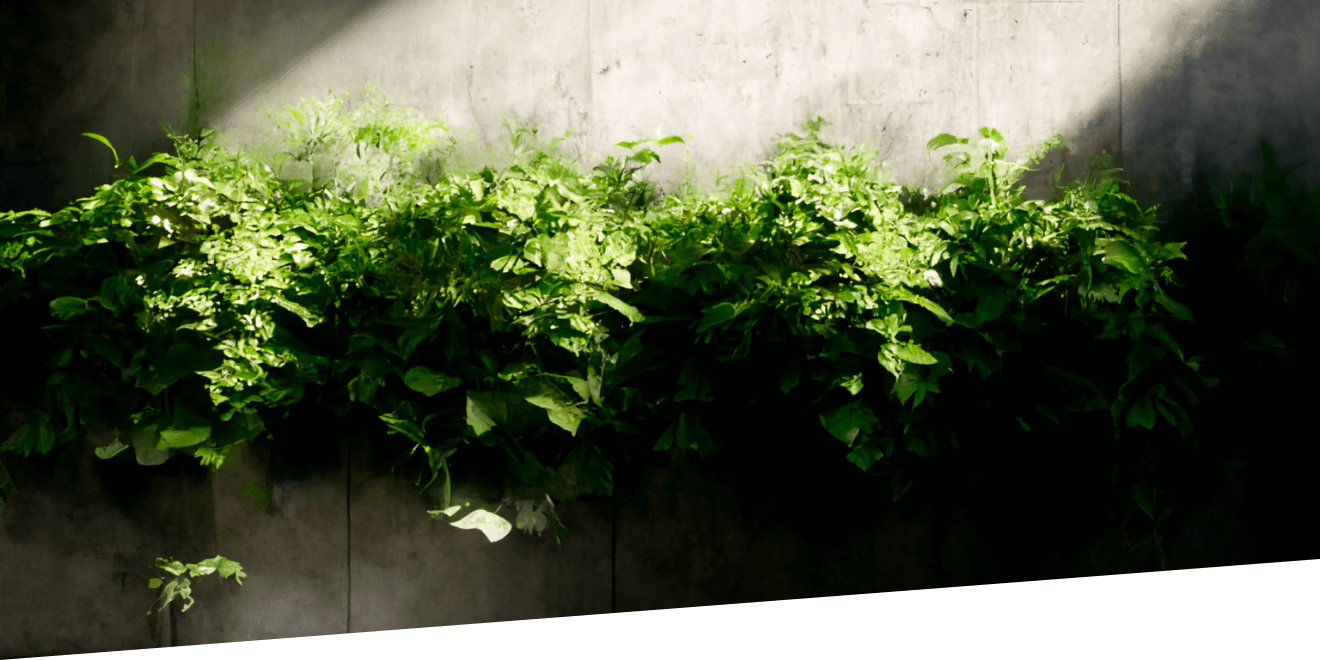 Grüne Pflanzen vor einer Stimmungsvollen Betonwand